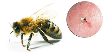 Part Hondrostrong include bee venom, which improves metabolic processes in tissues